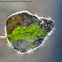 Buy canvas prints of Single Frosted Leaf by Valerie Paterson