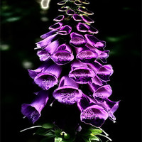 Buy canvas prints of Foxglove by Valerie Paterson