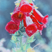 Buy canvas prints of Foxglove in Red by Valerie Paterson