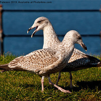 Buy canvas prints of Two Gulls by Valerie Paterson