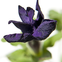 Buy canvas prints of Purple Petunia Flower by Valerie Paterson