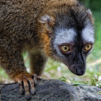 Buy canvas prints of Lemur by Valerie Paterson