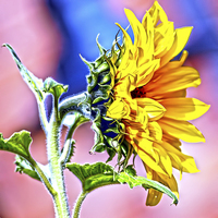 Buy canvas prints of Big Sunflower by Valerie Paterson