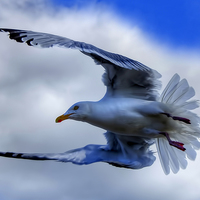 Buy canvas prints of Seagull by Valerie Paterson