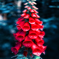 Buy canvas prints of Foxglove In Red by Valerie Paterson