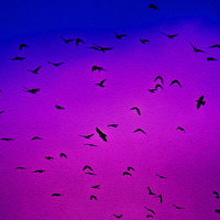 Buy canvas prints of Flying Flock by Valerie Paterson