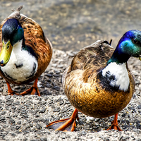 Buy canvas prints of Ducks by Valerie Paterson