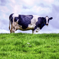 Buy canvas prints of Holstein Cow by Valerie Paterson