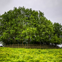 Buy canvas prints of Copse Of Trees by Valerie Paterson