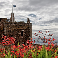 Buy canvas prints of Wild Flowers at Portencross  by Valerie Paterson
