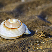 Buy canvas prints of Shell on the Beach  by Valerie Paterson