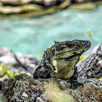 Buy canvas prints of Iguana   by Valerie Paterson