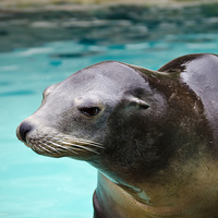 Buy canvas prints of Sealion  by Valerie Paterson