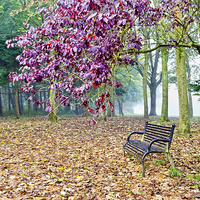 Buy canvas prints of Autumn Colour in the Park  by Valerie Paterson