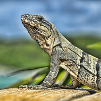 Buy canvas prints of Iguana by Valerie Paterson