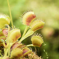 Buy canvas prints of Venus Fly Trap by Valerie Paterson