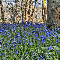 Buy canvas prints of Bluebell Wood by Valerie Paterson