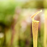 Buy canvas prints of Pitcher Plant by Valerie Paterson