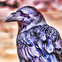 Buy canvas prints of Raven by Valerie Paterson
