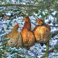 Buy canvas prints of Three French Hens by Valerie Paterson
