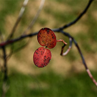 Buy canvas prints of Autumn Leaf by julie williams