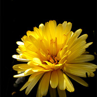 Buy canvas prints of Yellow Flower by Bessie Goldsmith