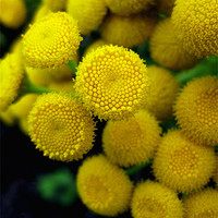 Buy canvas prints of Common Tansy by Bessie Goldsmith