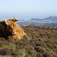Buy canvas prints of Highland Cow by Craig Brown