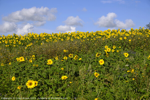 Field of Sunflowers Picture Board by Craig Brown