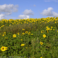 Buy canvas prints of Field of Sunflowers by Craig Brown