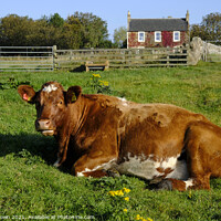 Buy canvas prints of Cow in field by Craig Brown