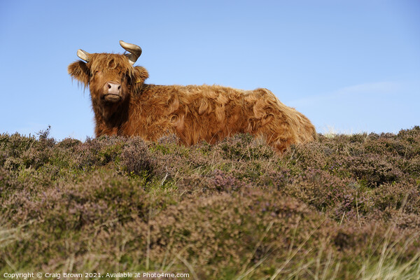 Highland Cow Picture Board by Craig Brown