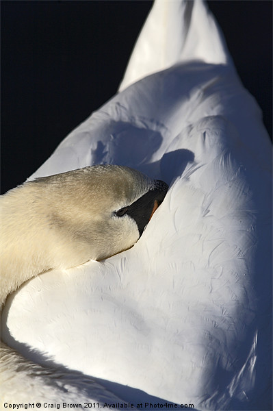 Resting Mute Swan Picture Board by Craig Brown