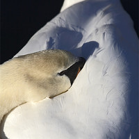 Buy canvas prints of Resting Mute Swan by Craig Brown