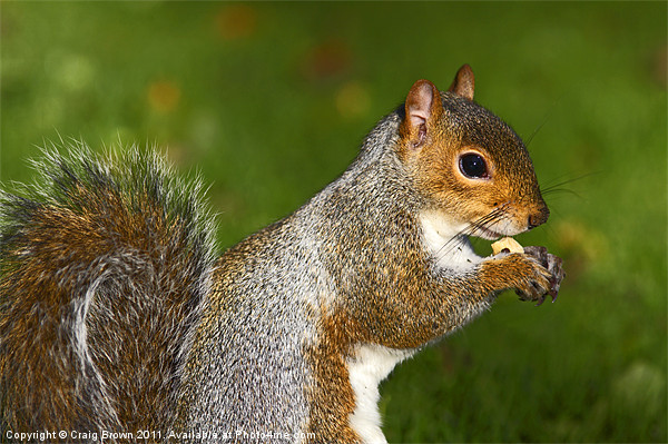 Grey Squirrel Picture Board by Craig Brown