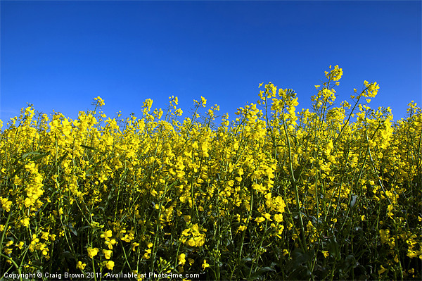 Rapeseed in Bloom Picture Board by Craig Brown