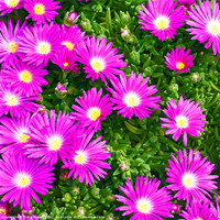 Buy canvas prints of Delosperma Pink flowers by Craig Brown