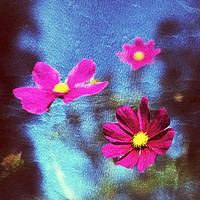 Buy canvas prints of Pink Flower abstract by Craig Brown