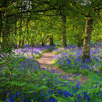 Buy canvas prints of Bluebell woods walk by Gary Eason