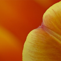 Buy canvas prints of Orange tulip (detail) by Gary Eason