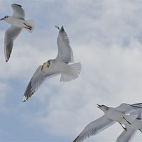 Buy canvas prints of Gulls squabbling over bread crust by Gary Eason