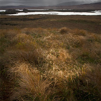 Buy canvas prints of Sunlit grasses on Rannoch Moor by Gary Eason