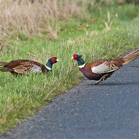 Buy canvas prints of Cock pheasants fighting by Gary Eason