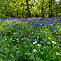 Buy canvas prints of Bluebell woods by Gary Eason