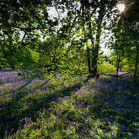 Buy canvas prints of Sunlit bluebells by Gary Eason
