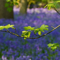 Buy canvas prints of Spring colours by Gary Eason