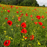 Buy canvas prints of Poppies in field by Gary Eason