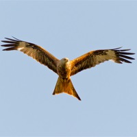 Buy canvas prints of Red kite soaring overhead by Gary Eason
