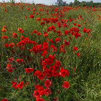 Buy canvas prints of Poppies in field by Gary Eason