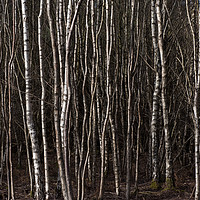Buy canvas prints of Silver birch trees by Gary Eason